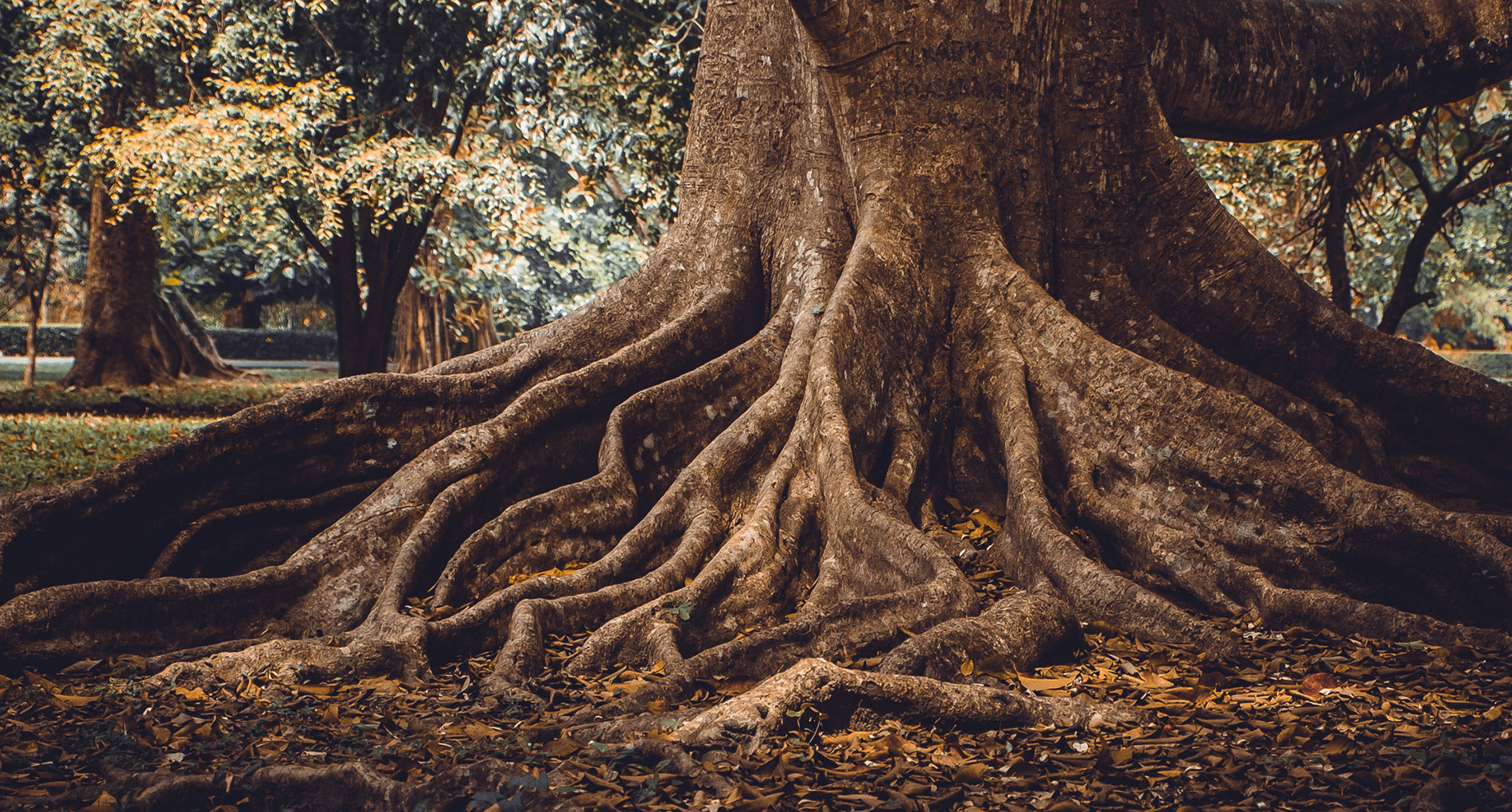 Tree trunk with roots flowing out