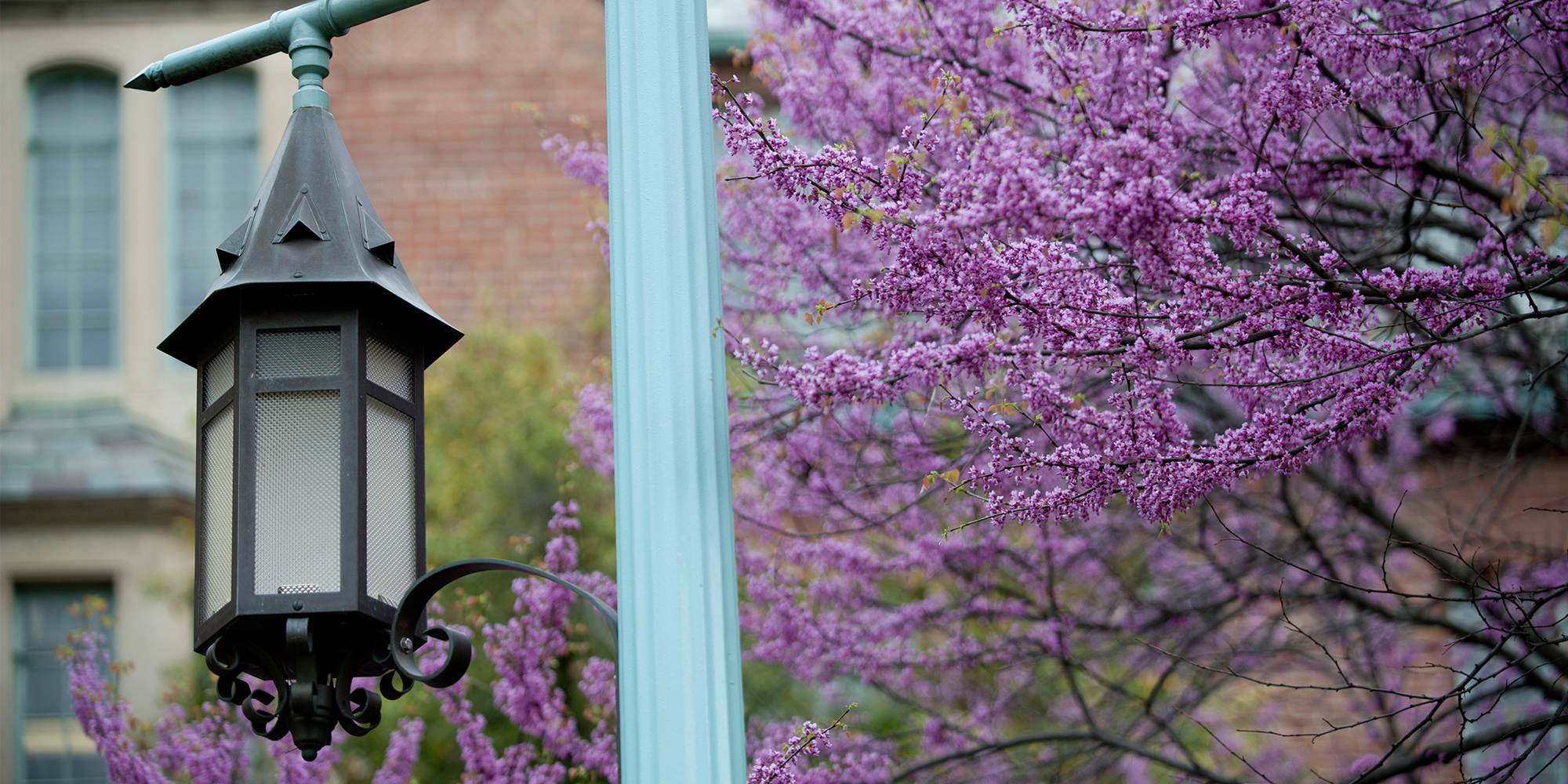 lantern next to spring flowers