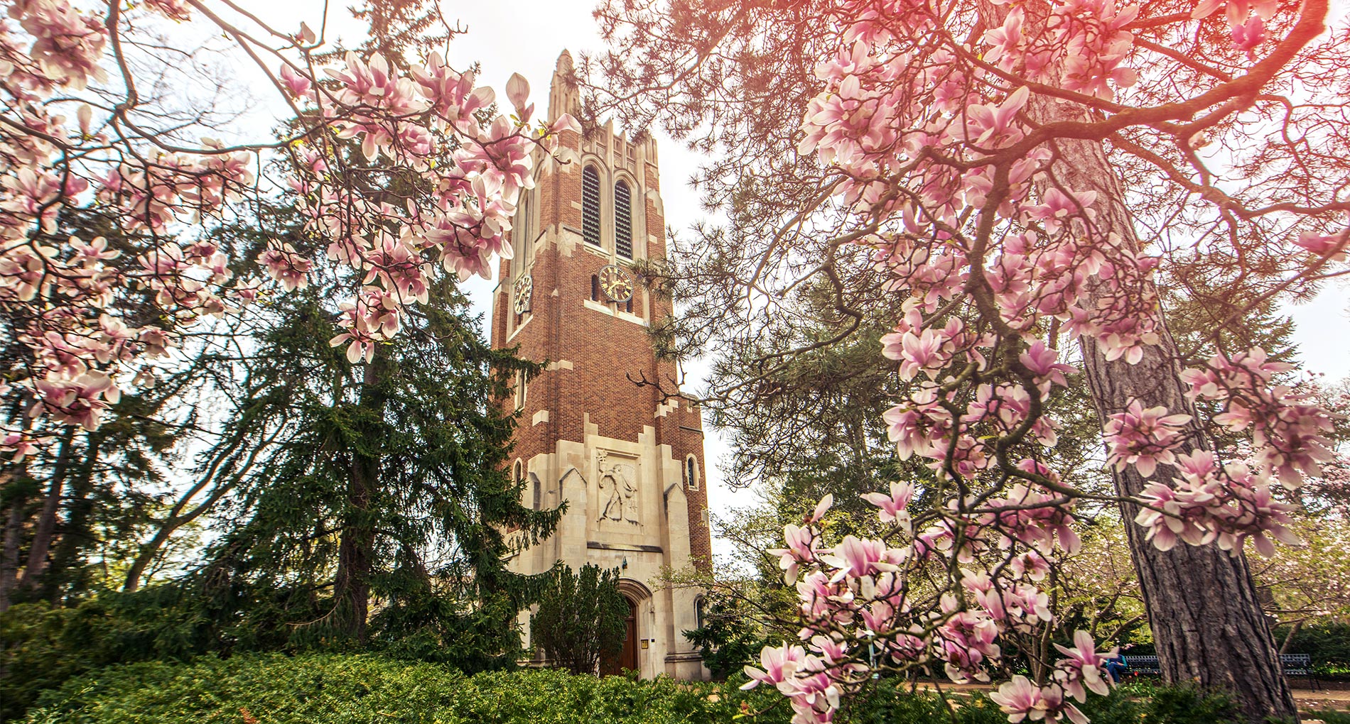 Sidewalk and trees with pink and green leaves
