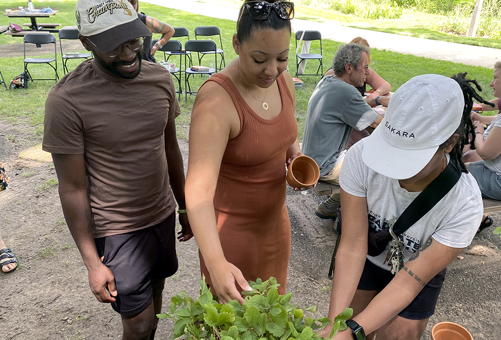 A group of three people divide smaller plant shoots from a larger strawberry plant.
