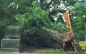 photo of a tree that has been split at the base and fallen over