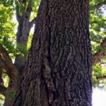 a photo of a tree
