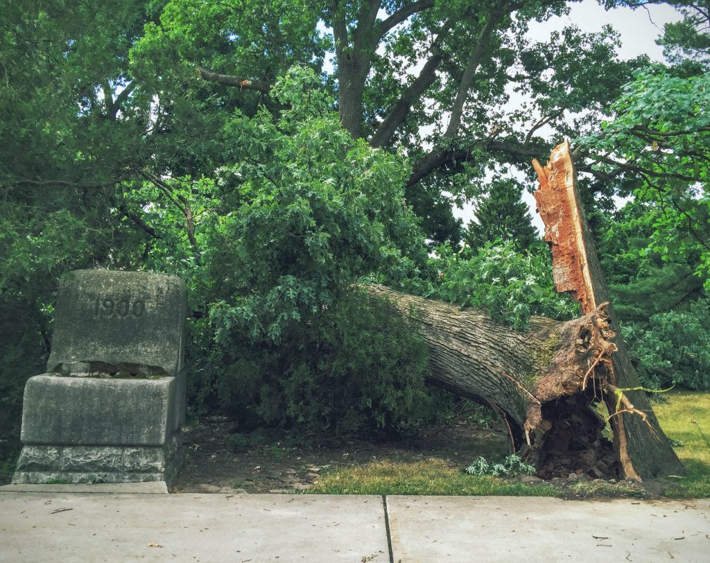 a tree that has fallen down