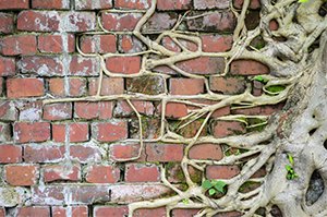 picture of a worn down, red brick wall with roots growing on it