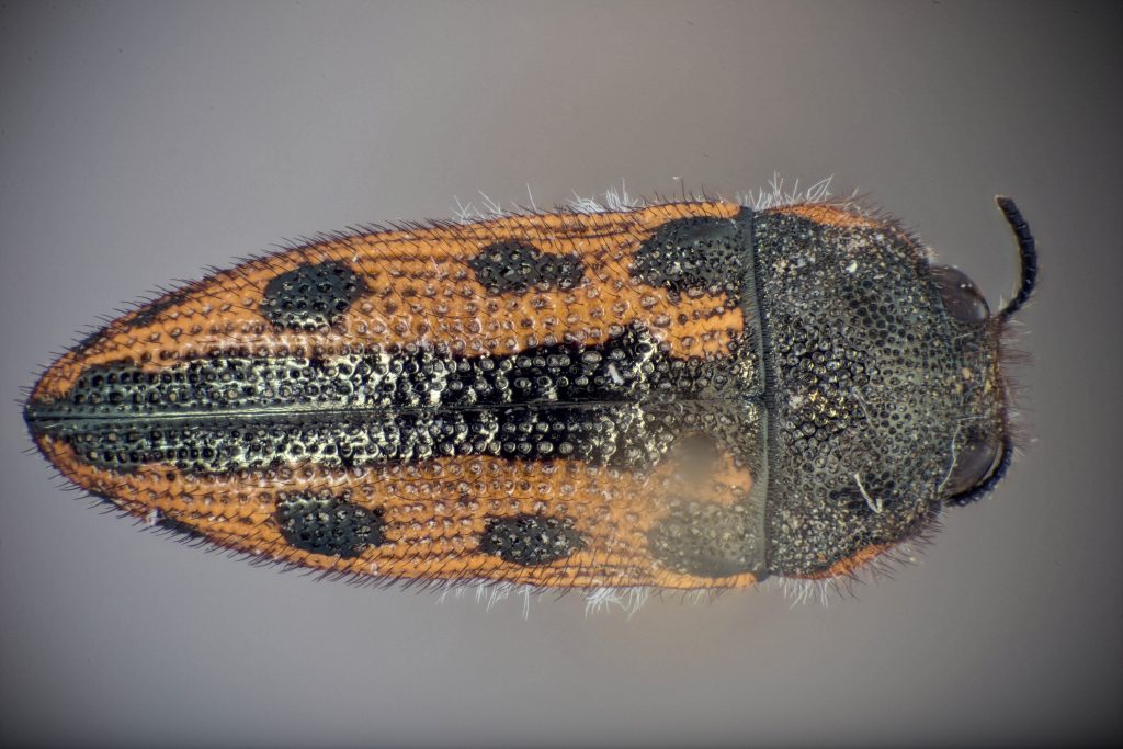 close up of a yellow-orange bug with black dots 