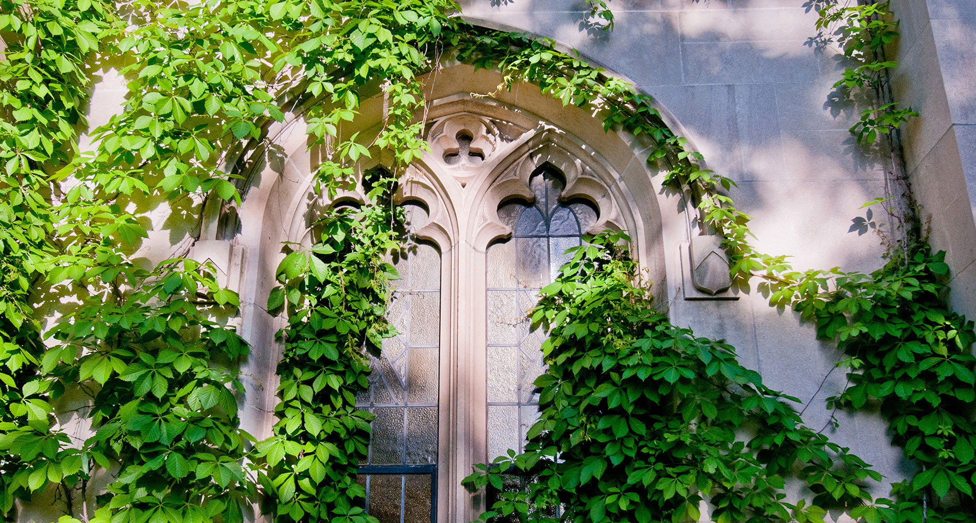 a arched window with vines growing on it