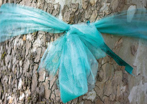 teal ribbon wrapped around a tree trunk