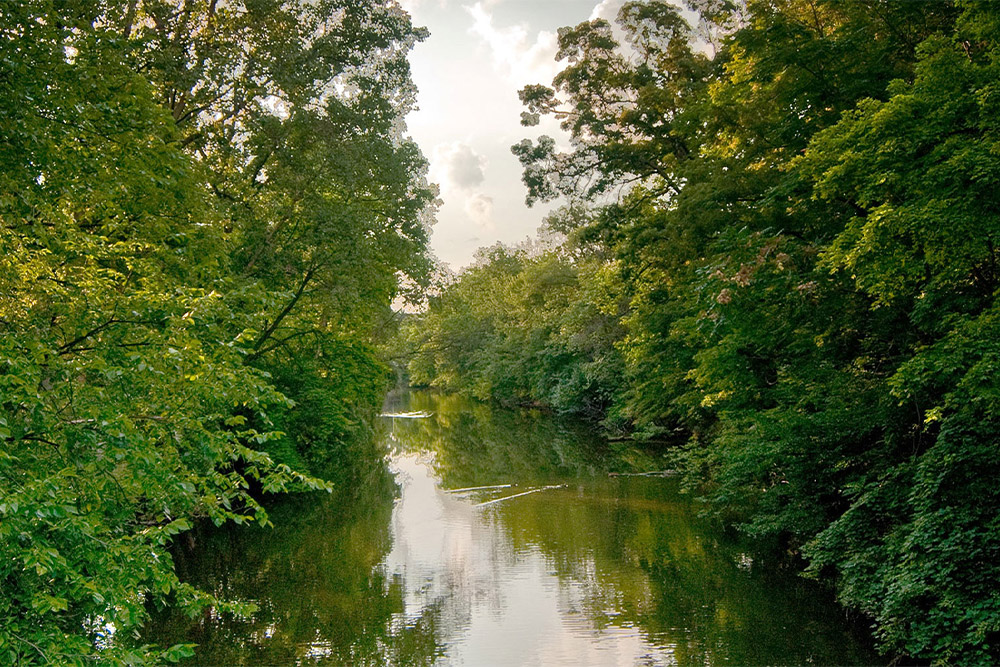 Muddy river surrounded by several trees
