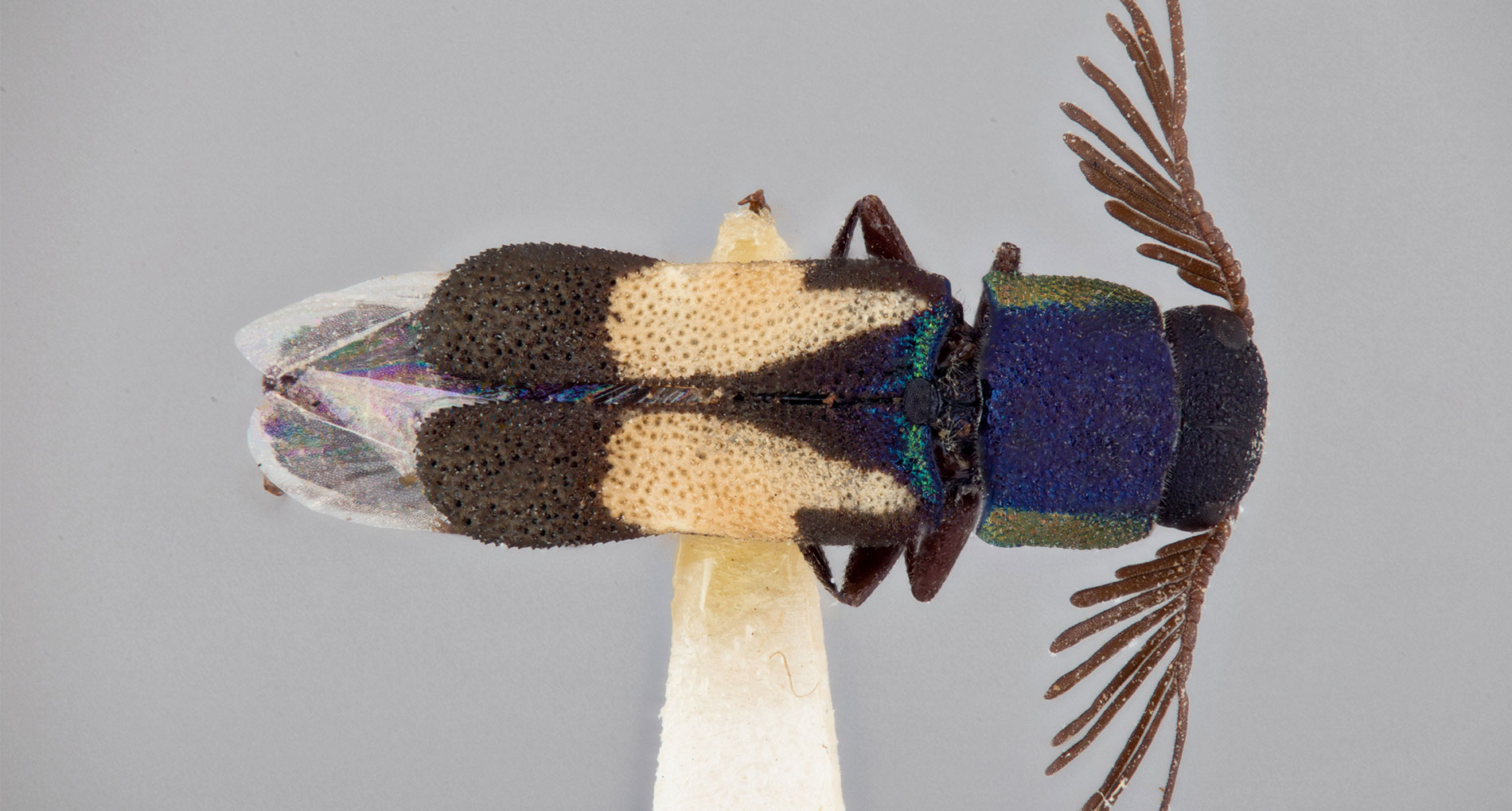 close-up image of a shiny green and bronze beetle-like bug