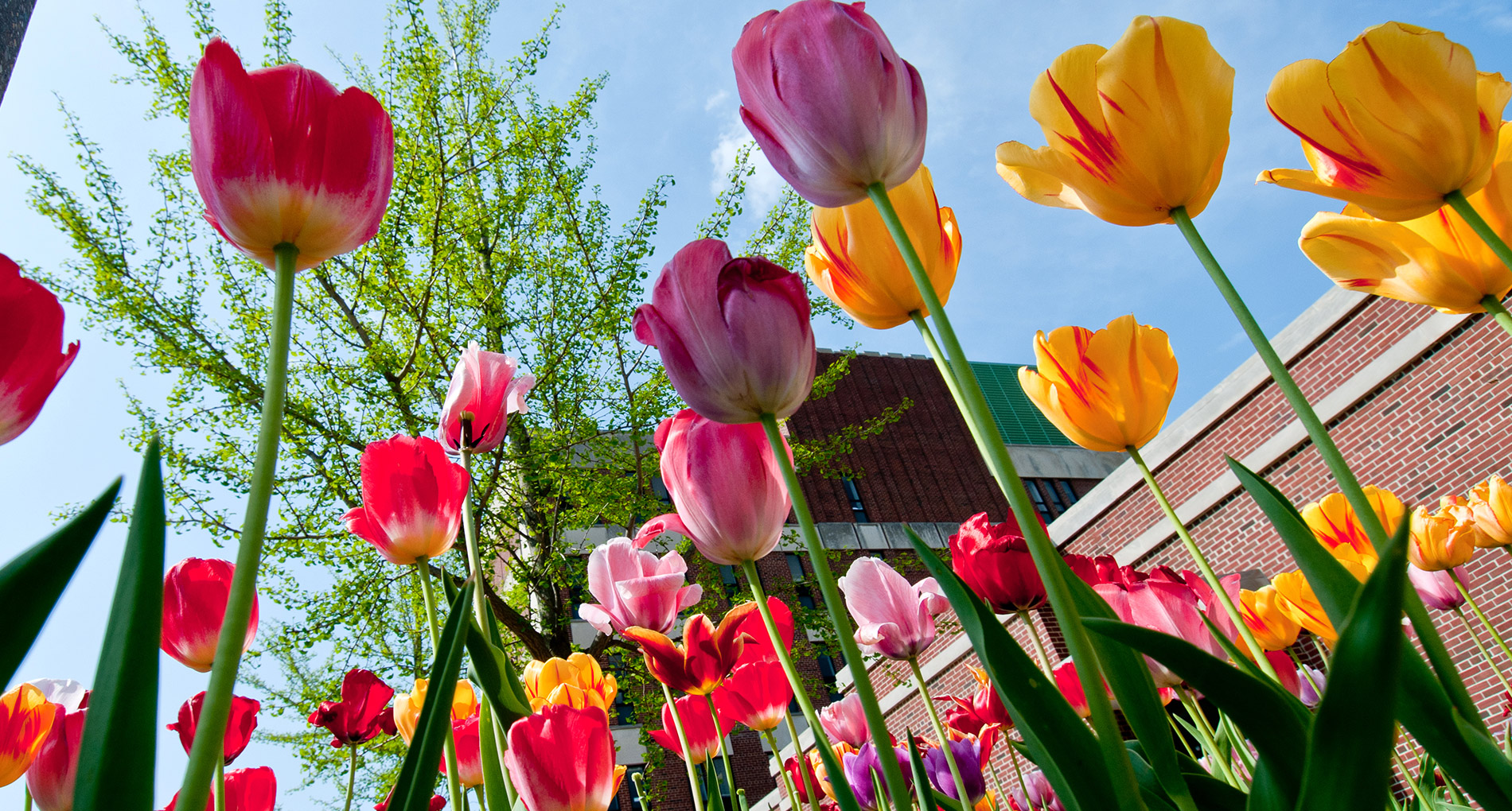 multi colored tulips against blue sky