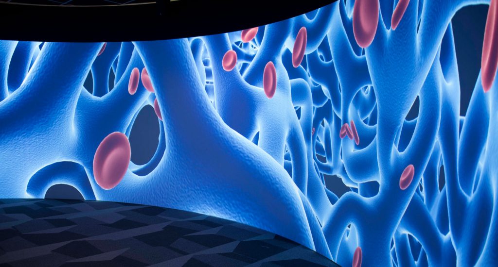 Curved wall with a large image of an artery with red blood cells 