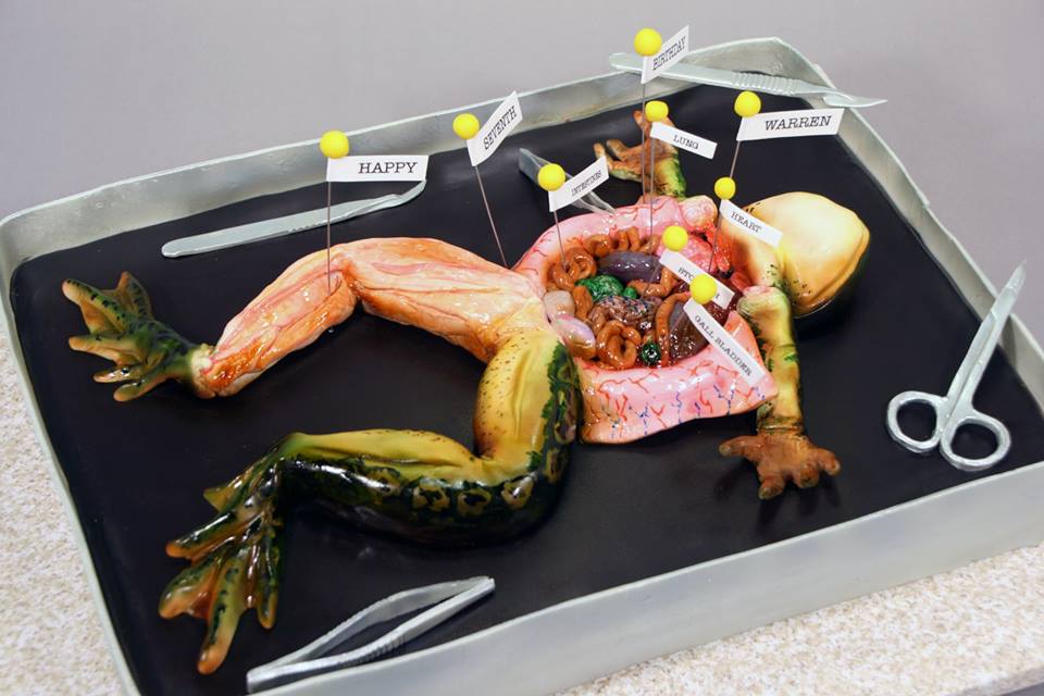 cake that looks like a dissected frog