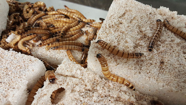 close up of mealworms