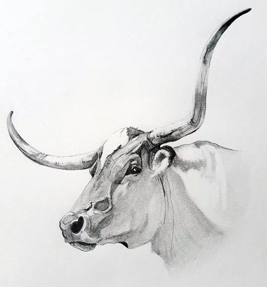 drawing of a bull's head