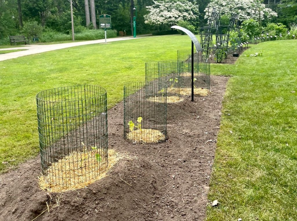 A picture of four plots in a garden with wire fencing surrounding them. 