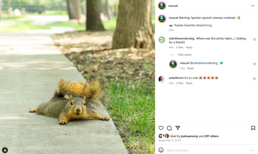 An Instagram post from the @MSUCAL account showing a photo of a squirrel lying down on the sidewalk. To the right is the social post text that says: "Warning: Spartan cuteness overload. Photo by Trystan Guerrero @wphotosg." Then there is a comment from @zekethewonderdog_ that says: "Where was this photo taken......? (Asking for a friend!). Another comment from @anbellemoi says: "It's so cute."